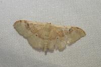 Idaea degeneraria