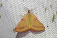 Lythria purpuraria