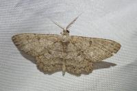 Hypomecis punctinalis