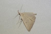 Macrochilo cribrumalis