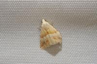 Eublemma parva
