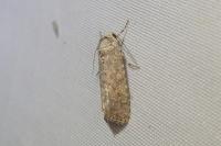 Spodoptera exigua