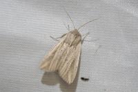 Mythimna riparia