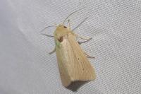 Mythimna pallens