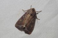 Lacanobia oleracea