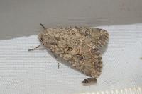 Anarta trifolii