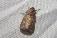 Xestia xanthographa