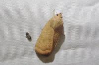 Noctua interjecta
