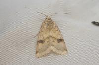 Heliothis viriplaca