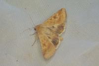 Helicoverpa armigera