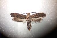 Ochsenheimeria taurella