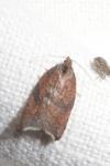 Acleris rhombana