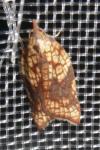 Acleris rhombana