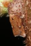 Acleris rhombana