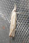 Agriphila geniculea