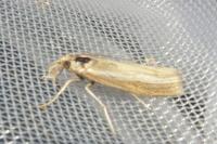 Agriphila tristella