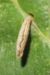 Coleophora serratella