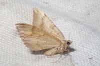Camptogramma bilineata