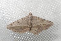 Chiasmia aestimaria