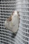 Cilix glaucata