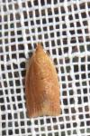 Clepsis consimilana