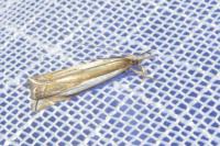 Crambus pascuella
