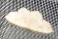 Cyclophora punctaria