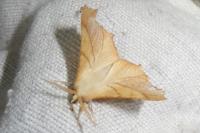 Ennomos fuscantaria