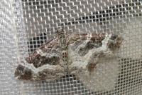 Epirrhoe alternata