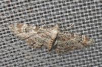 Gymnoscelis rufifasciata