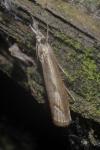 Agriphila geniculea