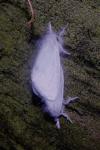Sphrageidus similis