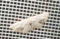 Idaea dimidiata