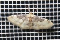 Idaea filicata