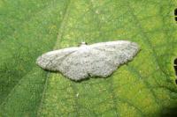Idaea seriata
