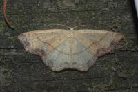 Cyclophora punctaria