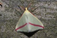 Rhodometra sacraria