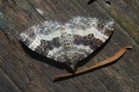 Epirrhoe alternata