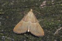 Endotricha flammealis