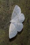 Cabera exanthemata
