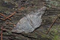 Pseudoterpna coronillaria