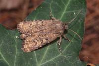 Luperina testacea