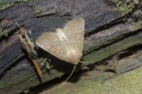 Hoplodrina ambigua