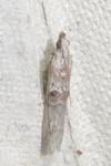 Nephopterix angustella