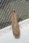 Nomophila noctuella