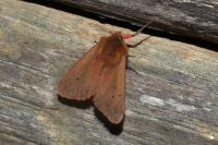 Phragmatobia fuliginosa