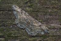 Peribatodes rhomboidaria