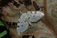 Colostygia pectinataria