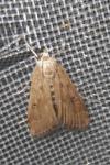 Parapoynx stratiotata