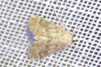 Parapoynx stratiotata